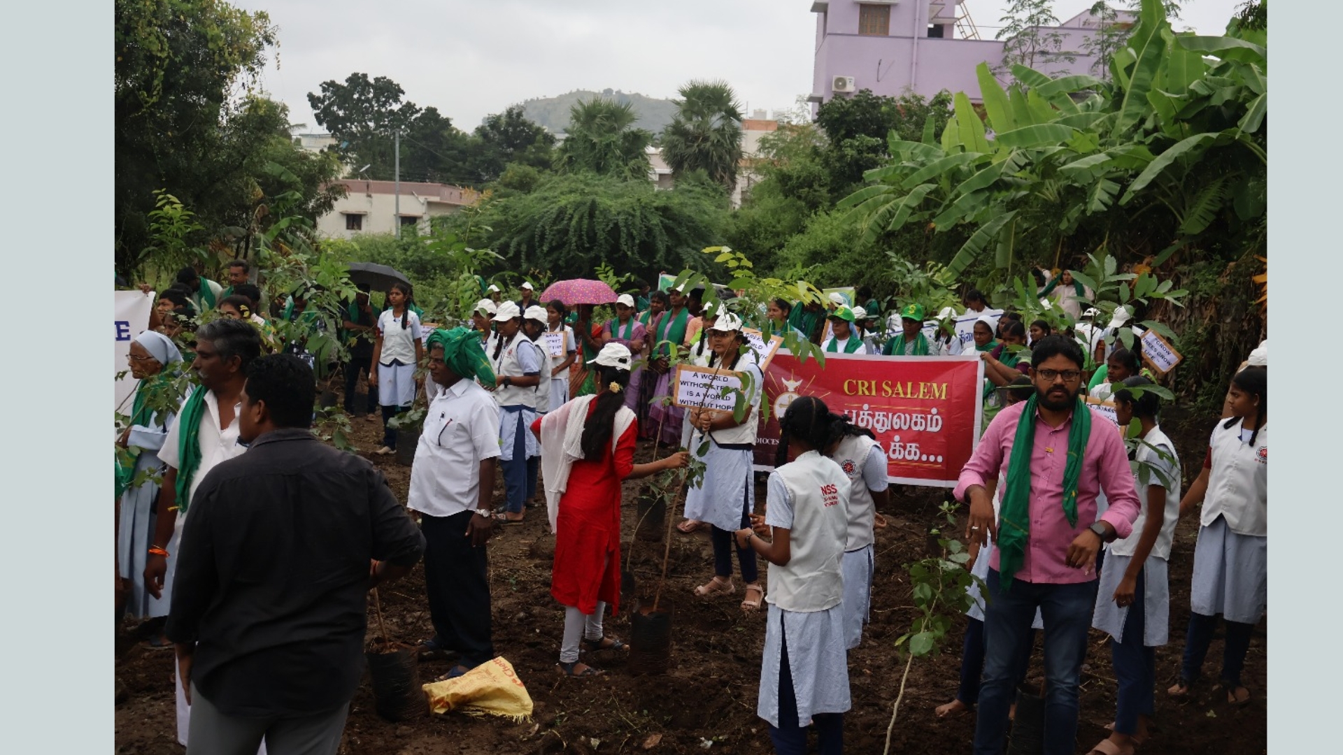 பசுமையான,